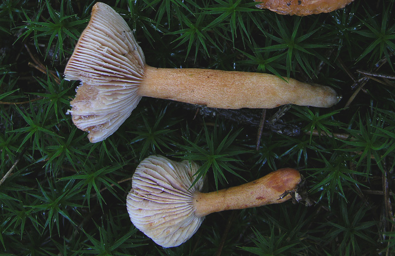 3.Lactarius sp.